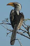 Southern Yellow-billed Hornbill