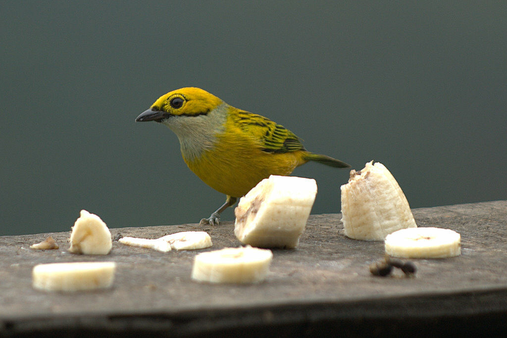 Silver-throated Tanager