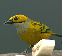 Silver-throated Tanager