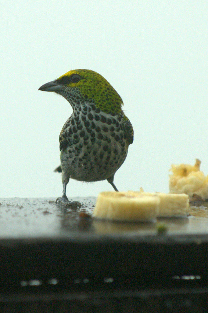 Speckled Tanager