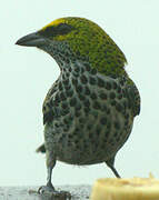 Speckled Tanager