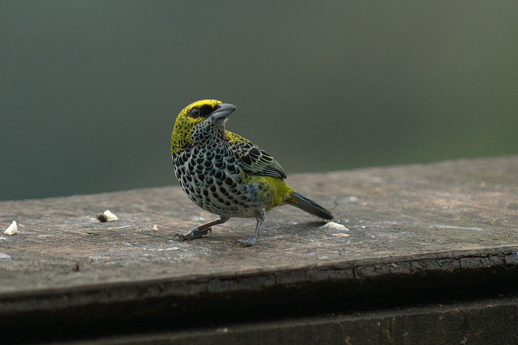 Speckled Tanager