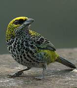 Speckled Tanager