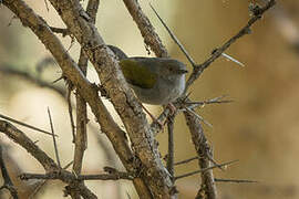 Grey-backed Camaroptera