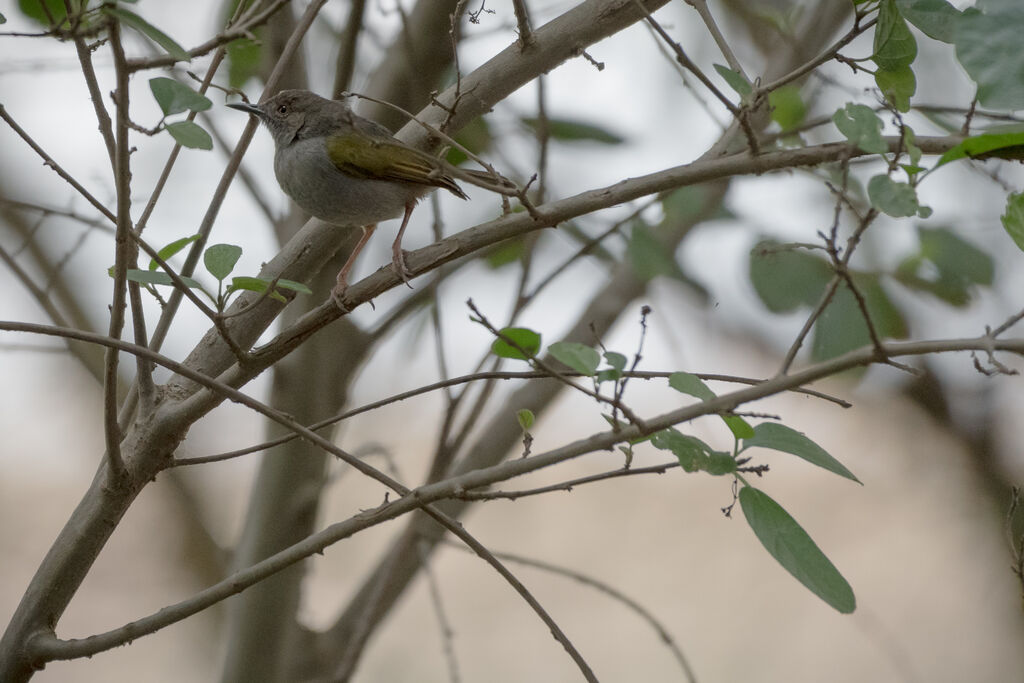 Grey-backed Camaroptera