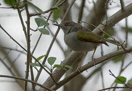 Grey-backed Camaroptera