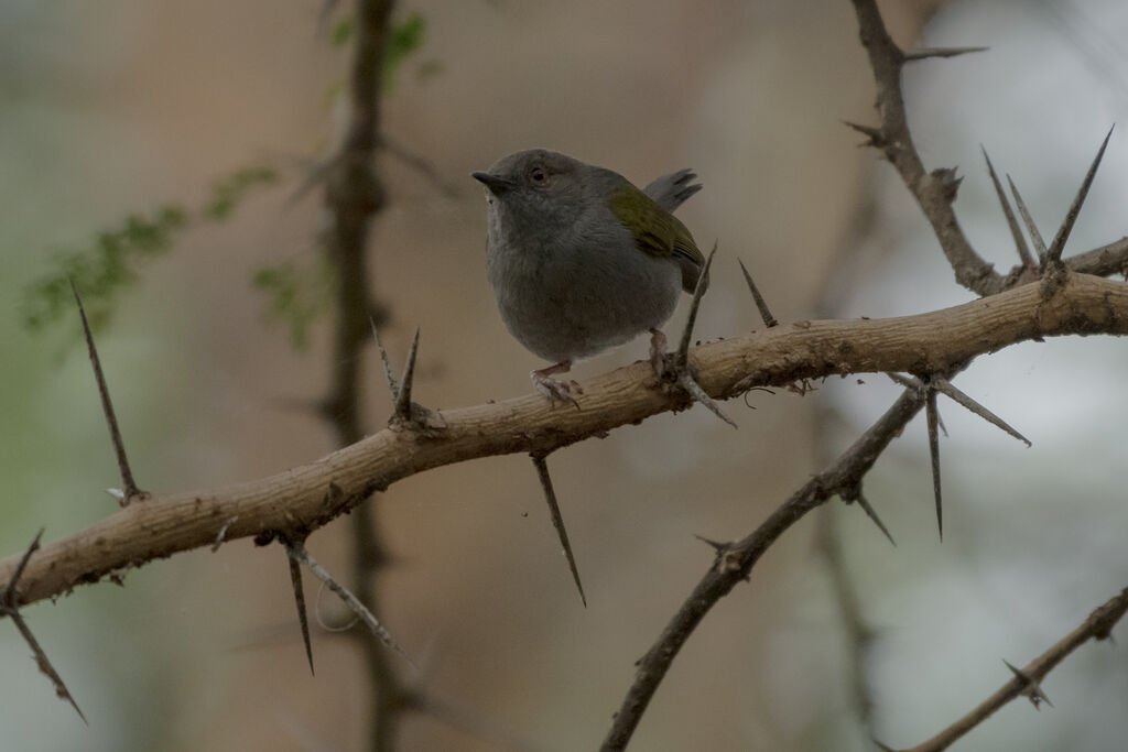 Camaroptère à dos gris