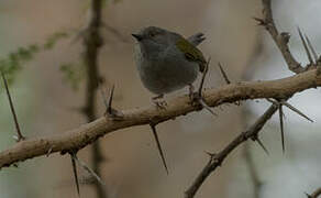 Grey-backed Camaroptera