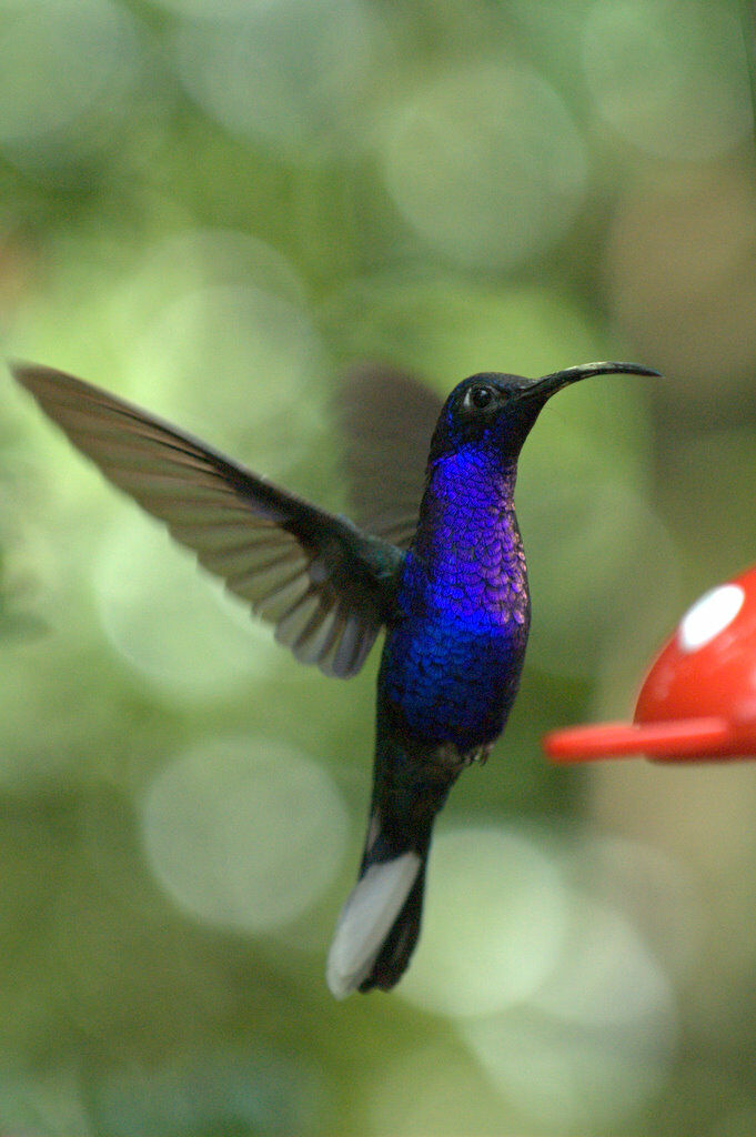 Campyloptère violet