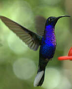 Violet Sabrewing