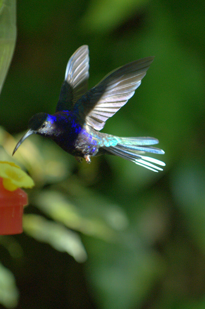 Violet Sabrewing