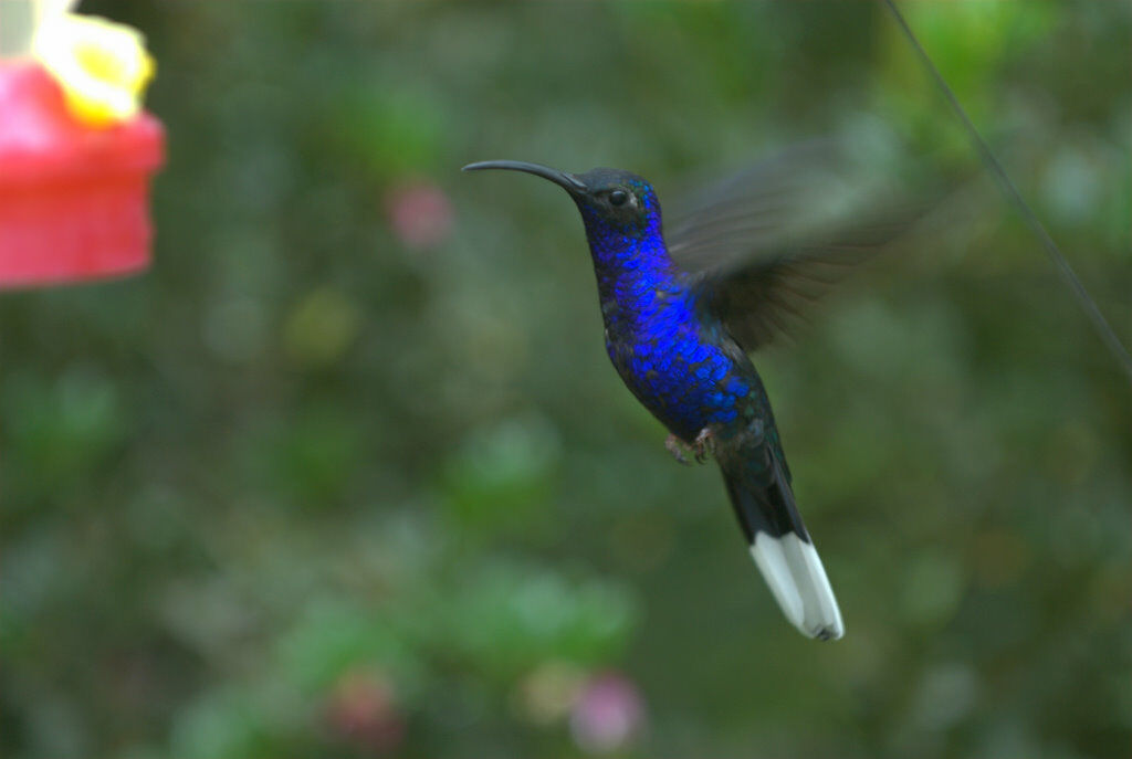 Violet Sabrewing