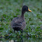 Canard à bec jaune