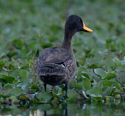 Canard à bec jaune