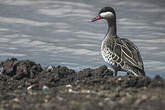 Canard à bec rouge