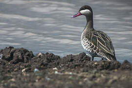 Red-billed Teal