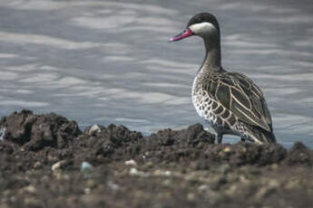 Canard à bec rouge