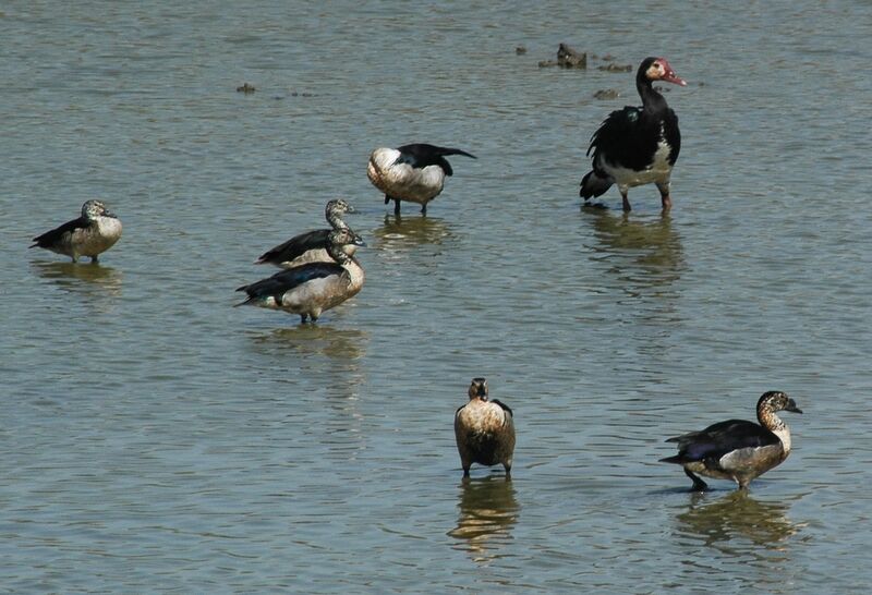 Knob-billed Duck