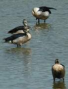 Knob-billed Duck