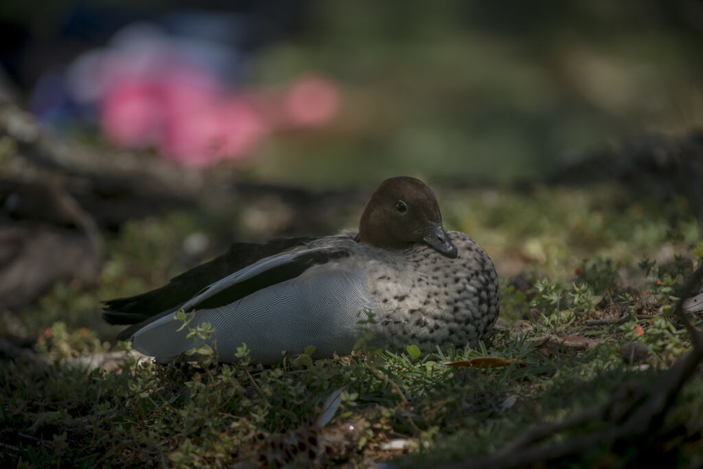 Canard à crinière