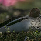 Canard à crinière