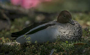 Canard à crinière