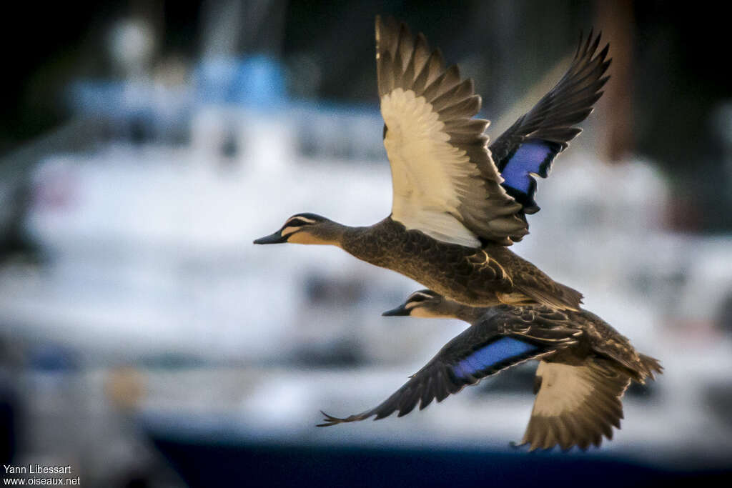 Pacific Black Duck, pigmentation