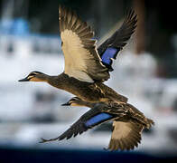 Pacific Black Duck