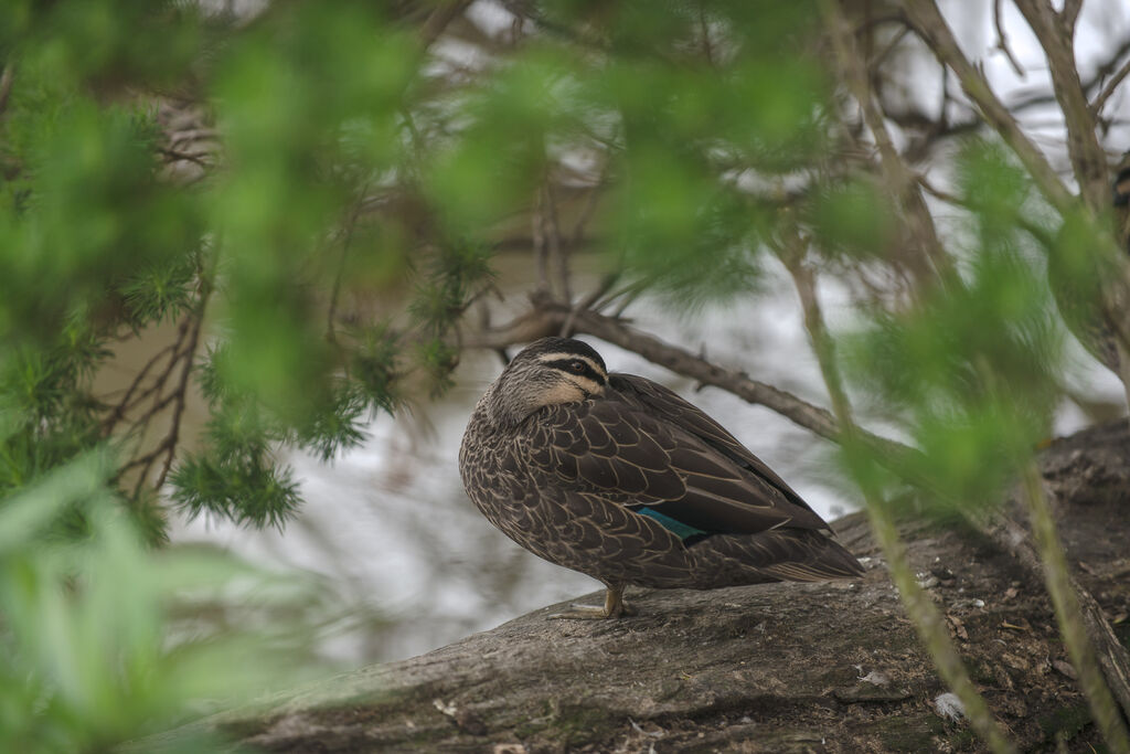 Pacific Black Duck