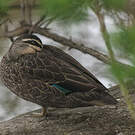 Canard à sourcils