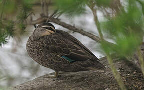 Pacific Black Duck