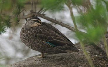 Canard à sourcils