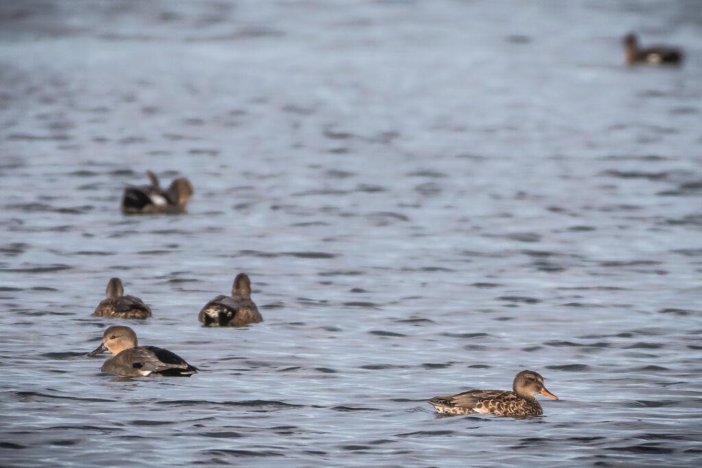 Canard chipeau