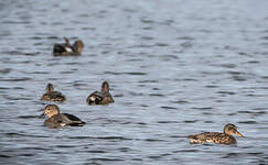 Canard chipeau