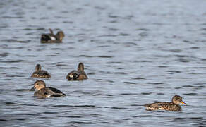 Gadwall