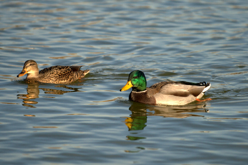 Canard colvert 