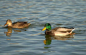 Canard colvert