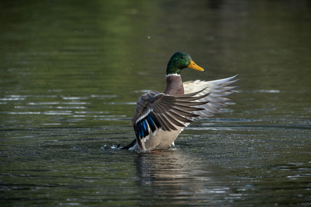 Canard colvert