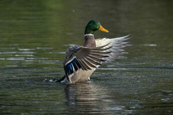 Canard colvert