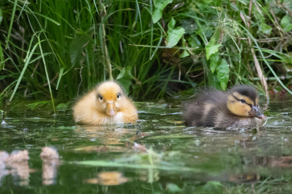 Canard colvertPoussin