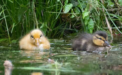 Canard colvert