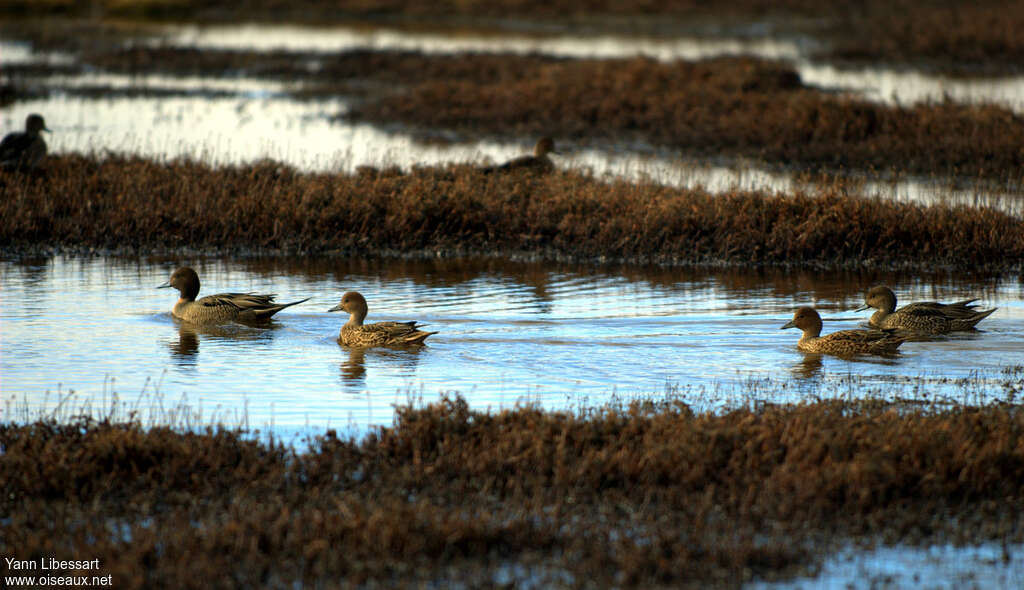 Canard d'Eatonadulte, habitat, pigmentation