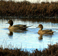 Eaton's Pintail