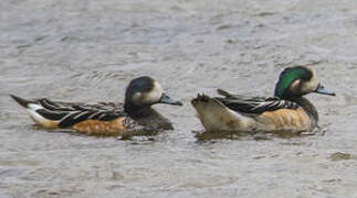 Chiloe Wigeon