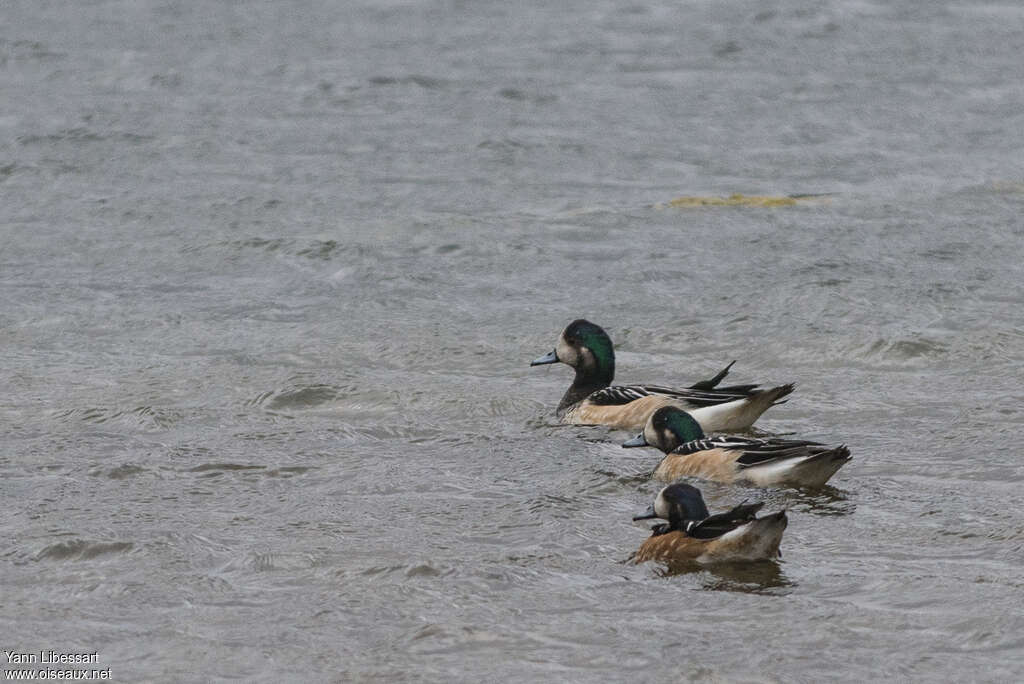 Chiloe Wigeonadult, pigmentation