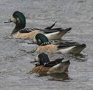 Chiloe Wigeon