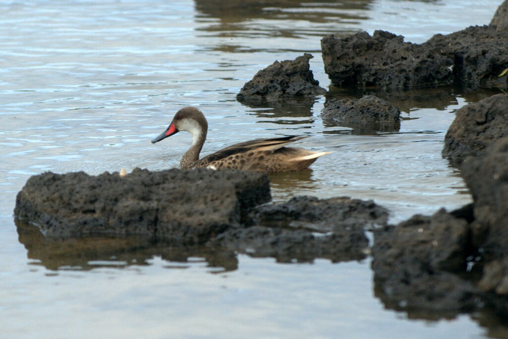 White-cheeked Pintail