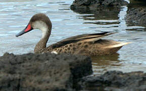 White-cheeked Pintail