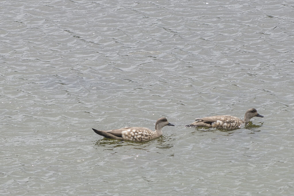 Canard huppé