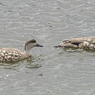 Canard huppé